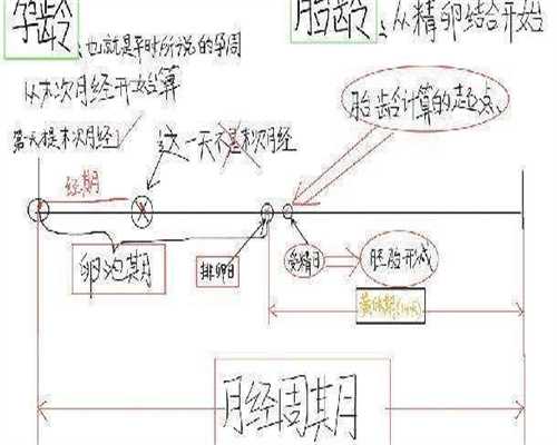 世纪捐卵价格(金贝代孕一次多少钱),做试管婴儿对女方有什么要求(试管婴儿对